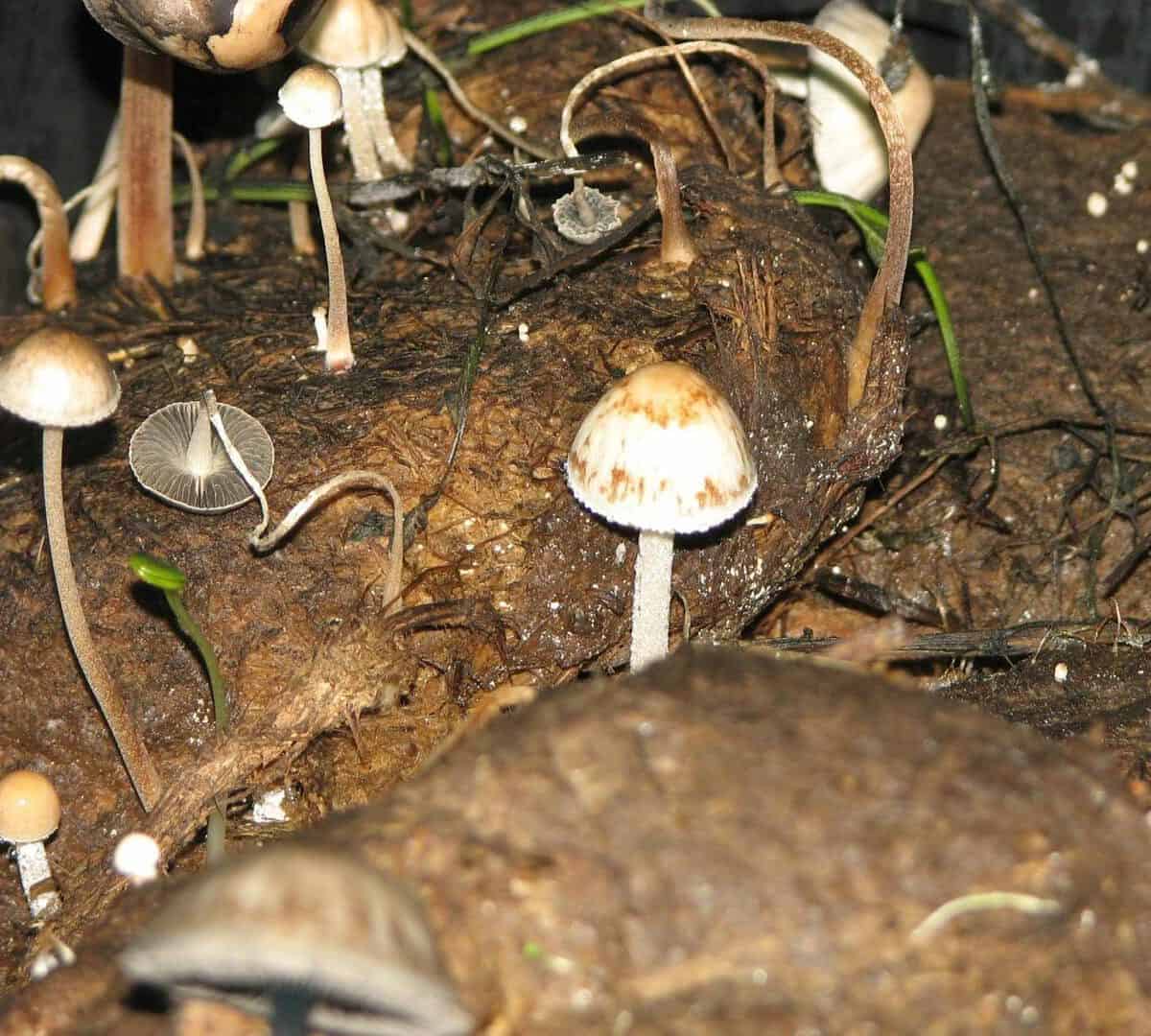 Thai Magic Mushroom