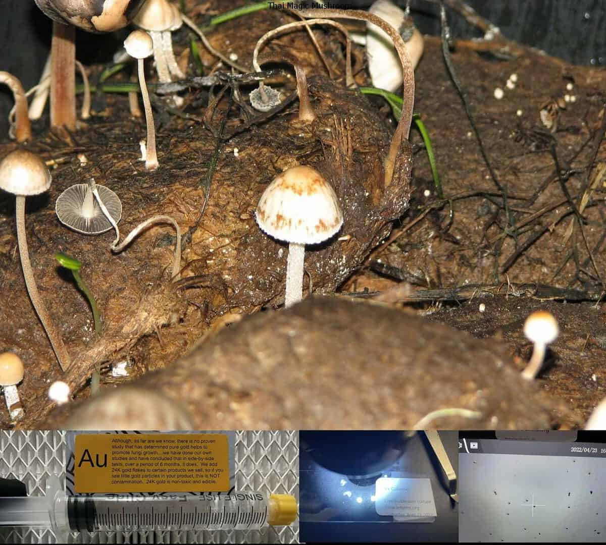 Thai Magic Mushroom spore syringe
