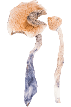Tidal Wave Magic Mushroom