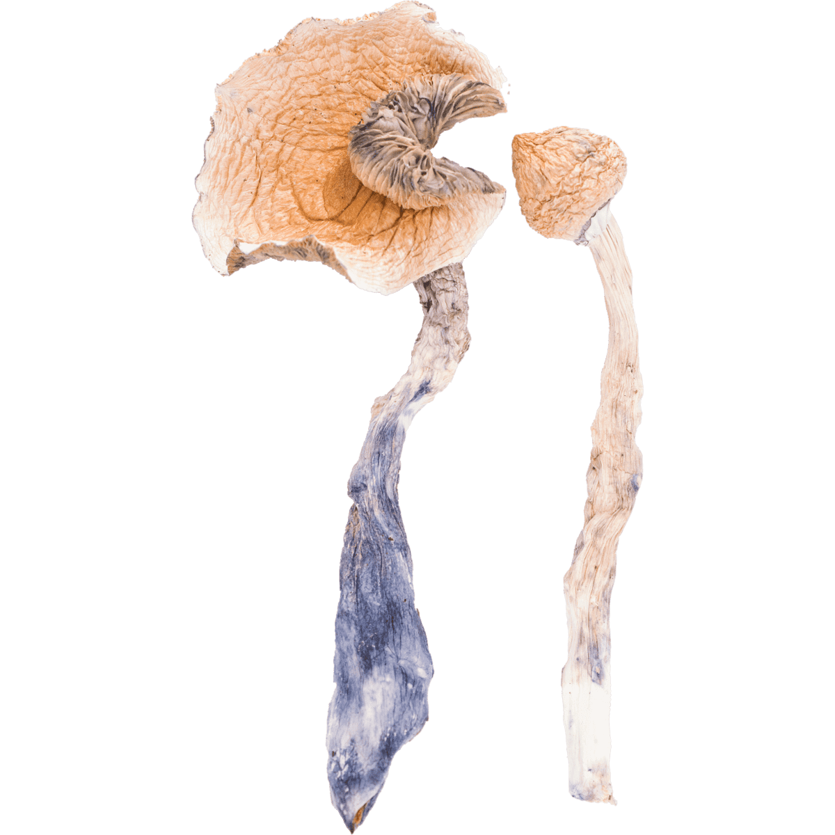 Tidal Wave Magic Mushroom