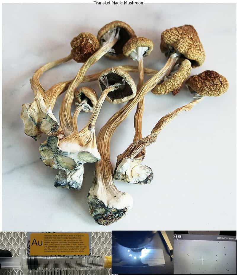 Transkei Magic Mushroom spore syringe