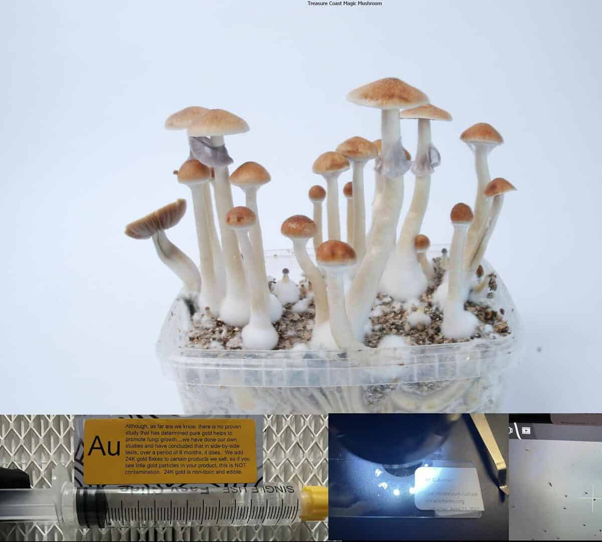 Treasure Coast Magic Mushroom spore syringe scaled