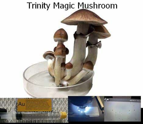 Trinity Magic Mushroom spore syringe