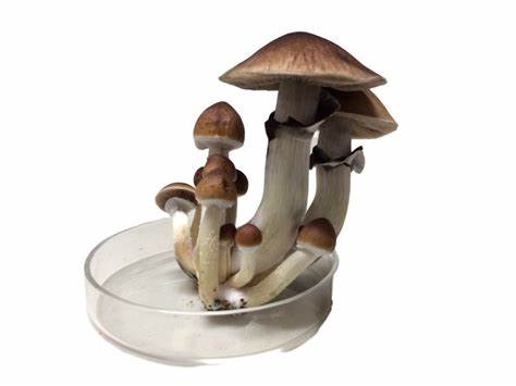 Trinity Magic Mushroom