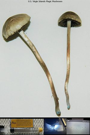 U.S. Virgin Islands Magic Mushroom spore syringe