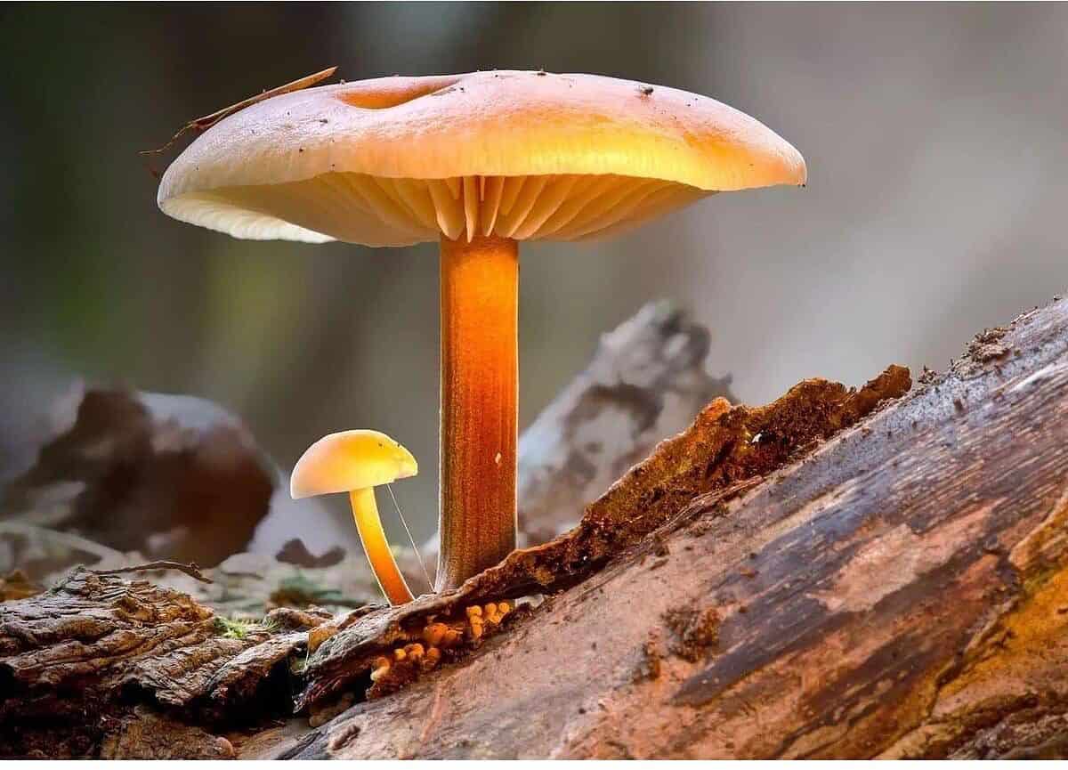 Xapuri Magic Mushroom 2