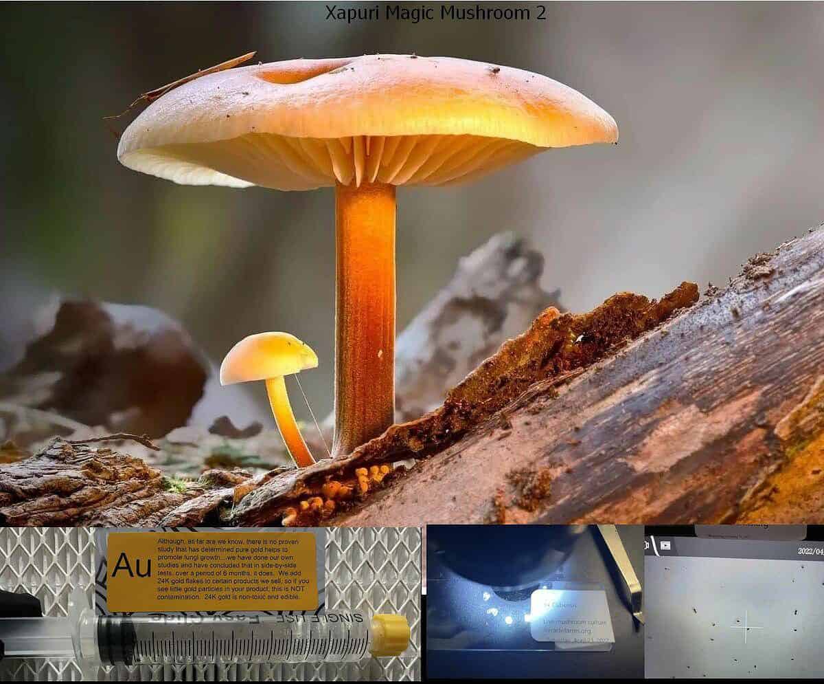Xapuri Magic Mushroom 2 spore syringe