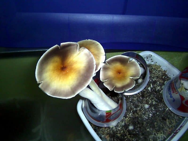 Xapuri Magic Mushroom
