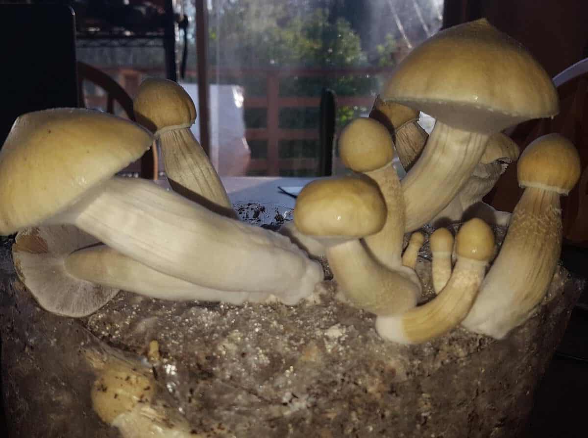 aa leucistic cubensis magic mushroom