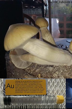 aa leucistic cubensis magic mushroom spore syringe