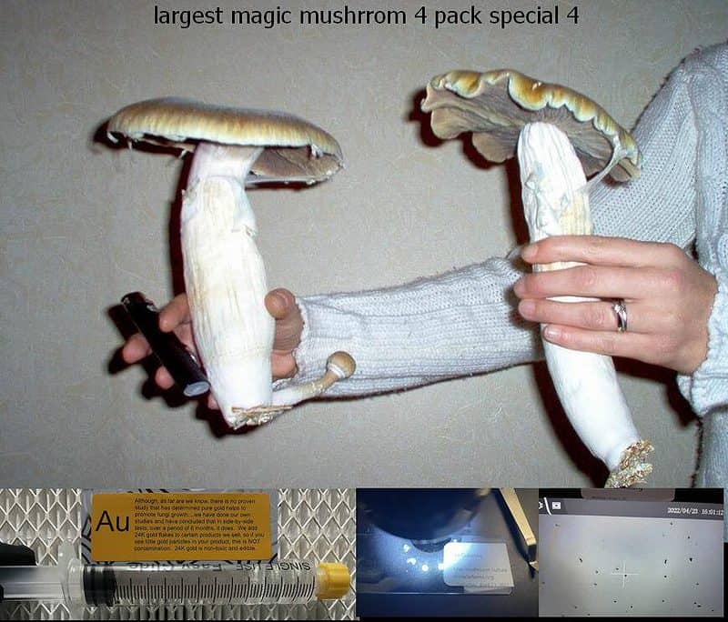 largest magic mushrrom 4 pack special 4 spore syringe