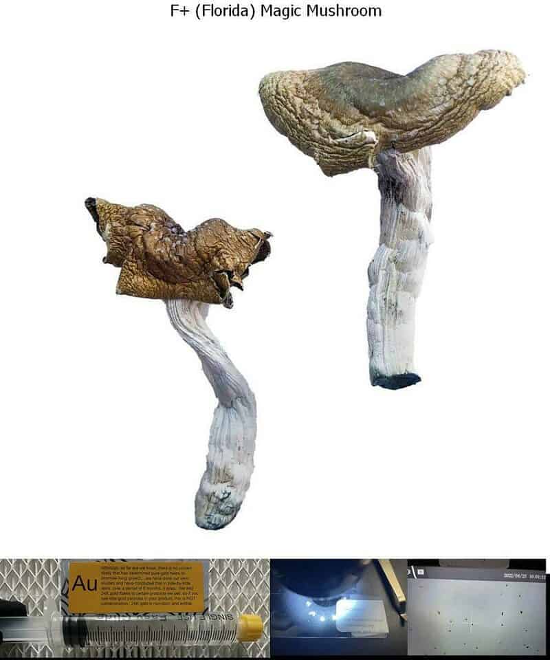 F Florida Magic Mushroom spore syringe