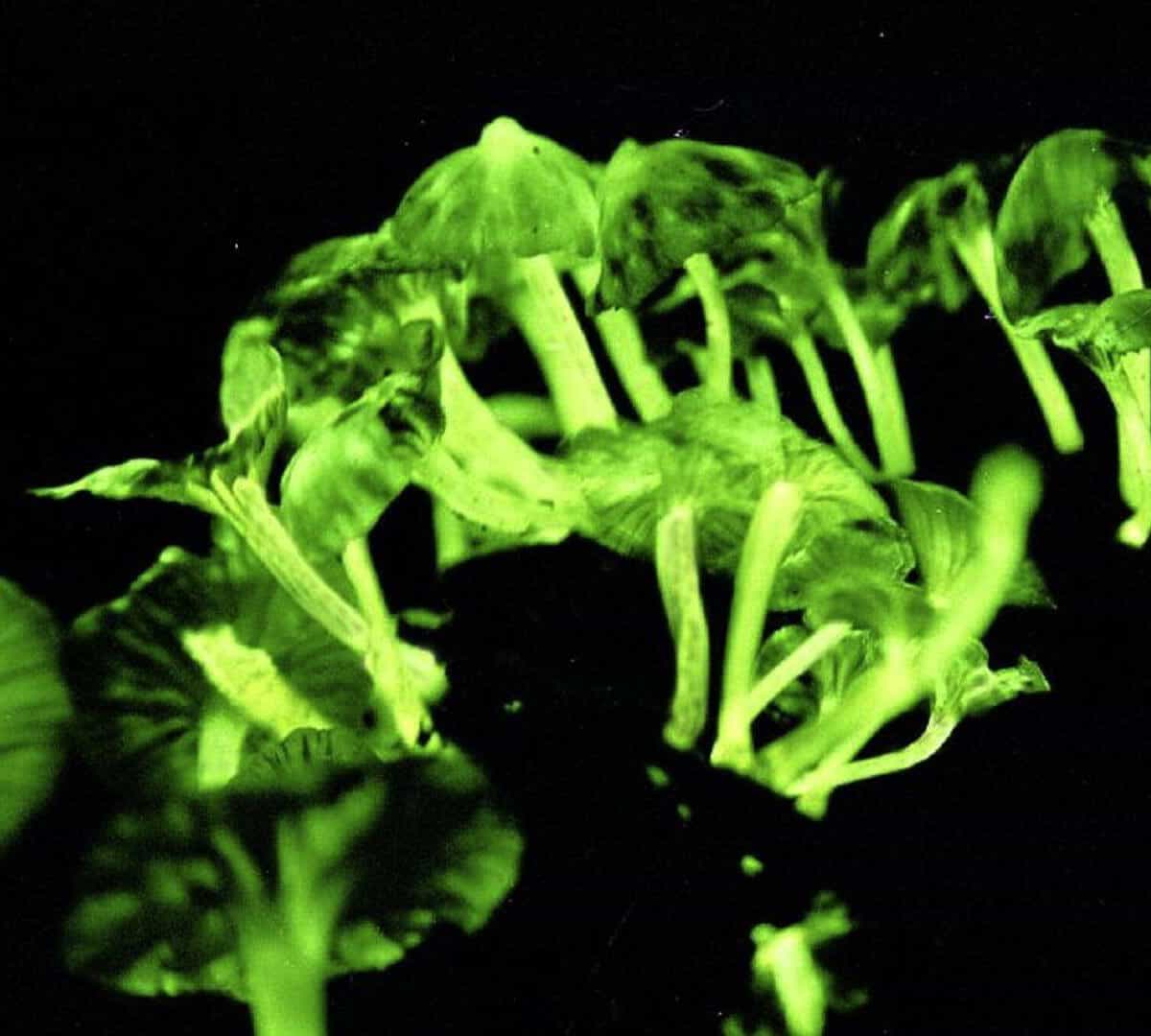 Glowing Teacher Magic Mushroom glow in the dark Bioluminescent Fungi from miracle farms spores