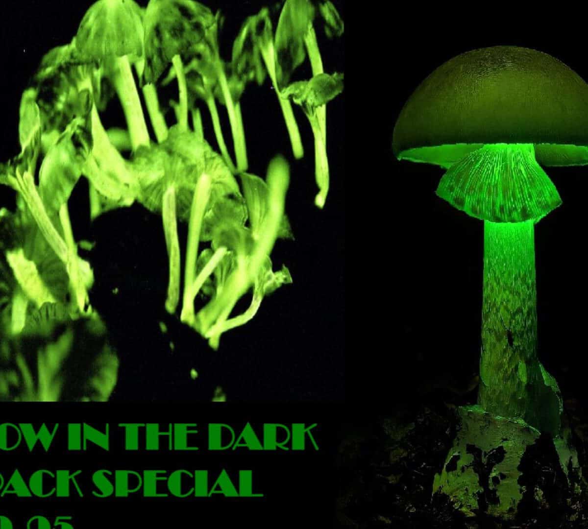 Luminous Lucy AND The Glowing Teacher Magic Mushroom glow in the dark Bioluminescent Fungi from miracle farms spores spore syringe