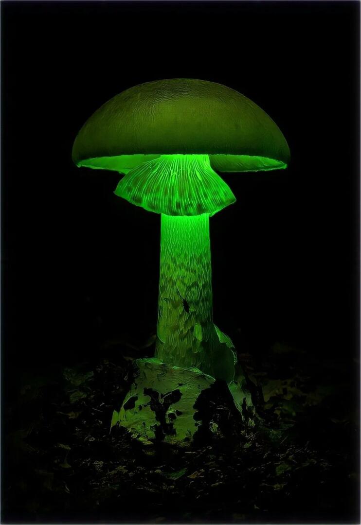 Luminous Lucy Magic Mushroom glow in the dark Bioluminescent Fungi from miracle farms sopres