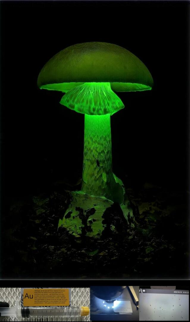 Luminous Lucy Magic Mushroom glow in the dark Bioluminescent Fungi from miracle farms sopres spore syringe
