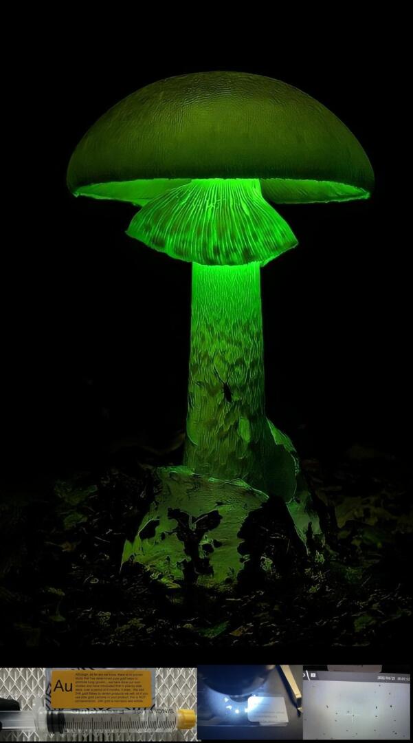 Luminous Lucy Magic Mushroom glow in the dark Bioluminescent Fungi from miracle farms spores spore syringe