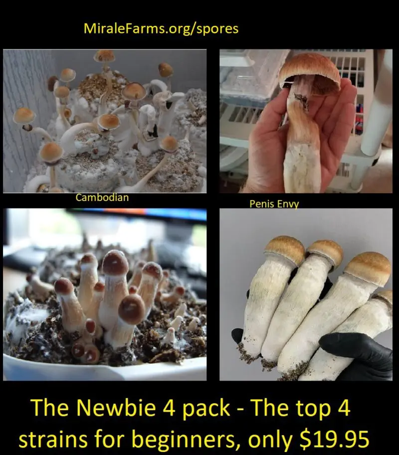 The Newbie 4 pack The top 4 strains for beginners only 19.95 today