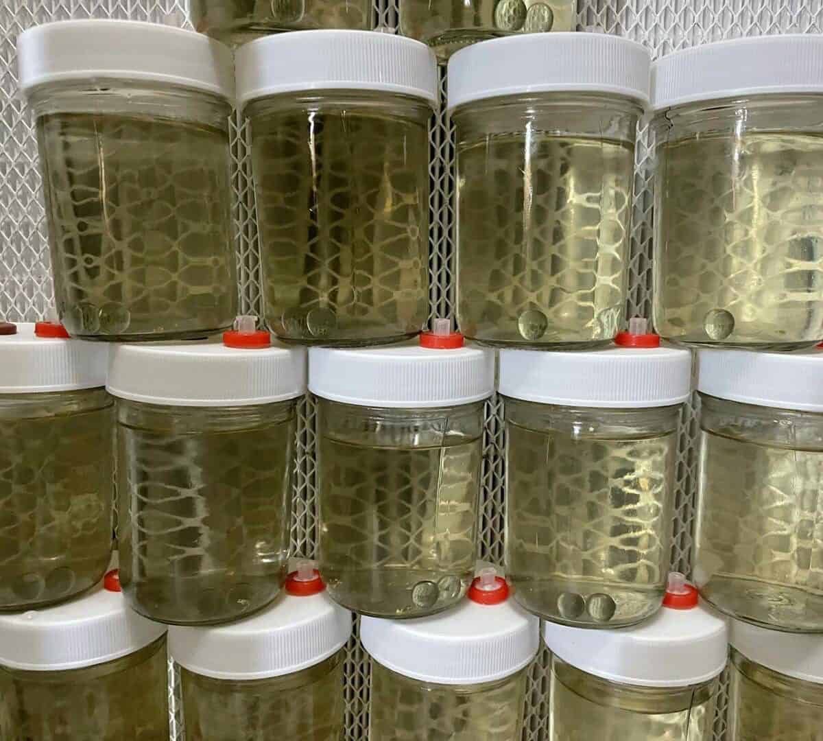 K Gold infused oz CLEAR mushroom liquid culture jars Version September PM