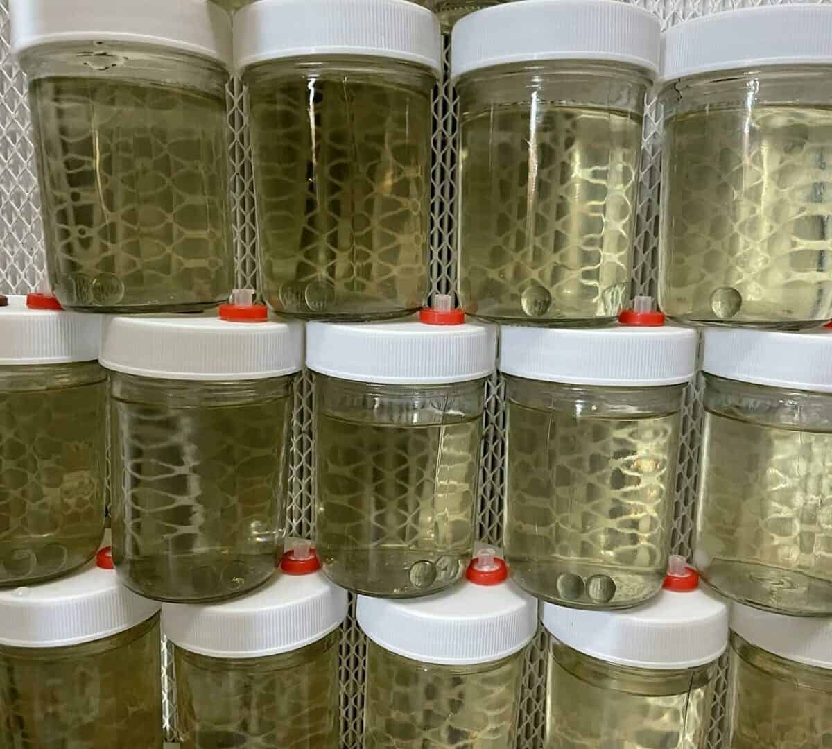24K Gold infused 8 oz CLEAR mushroom liquid culture jars Version 2.1 September 2022 IMG 3318 compress