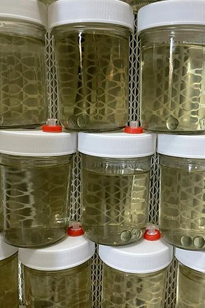 24K Gold infused 8 oz CLEAR mushroom liquid culture jars Version 2.1 September 2022 IMG 3318 compress