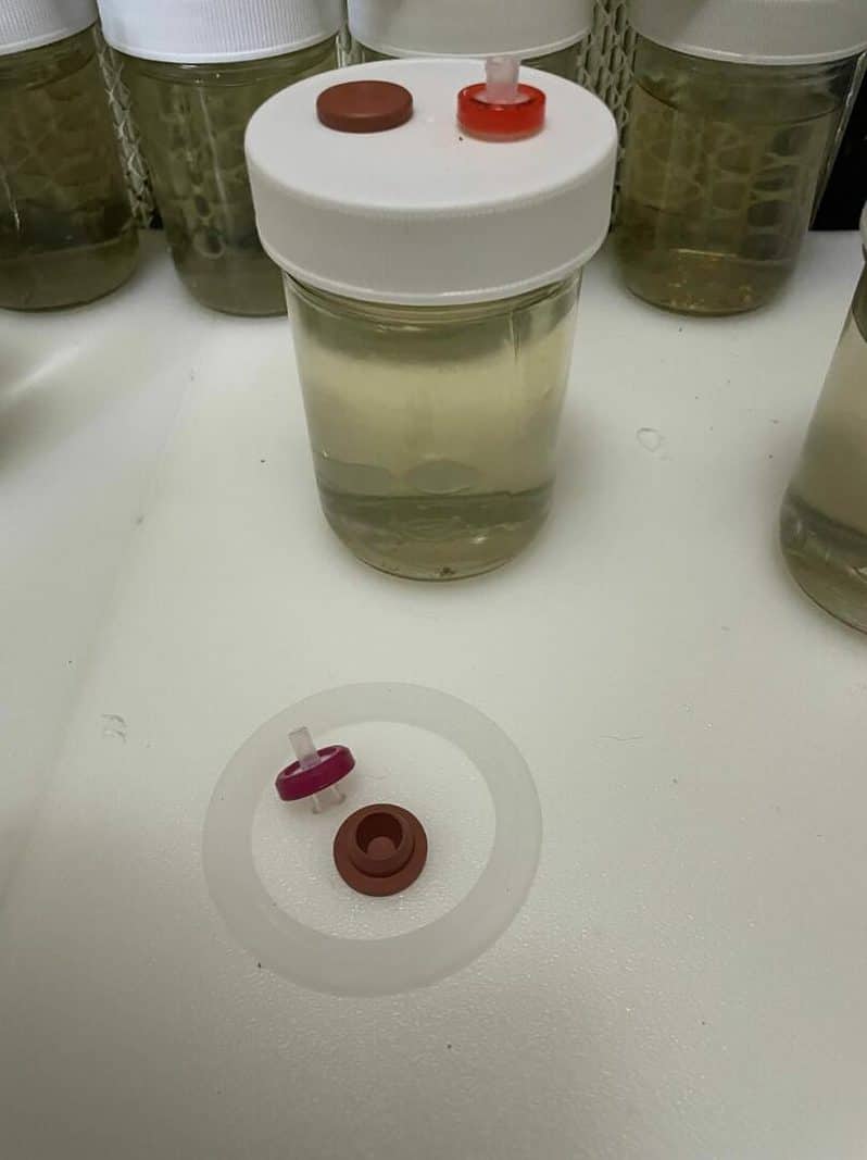 24K Gold infused 8 oz CLEAR mushroom liquid culture jars Version 2.1 September 2022 IMG 3323 compress