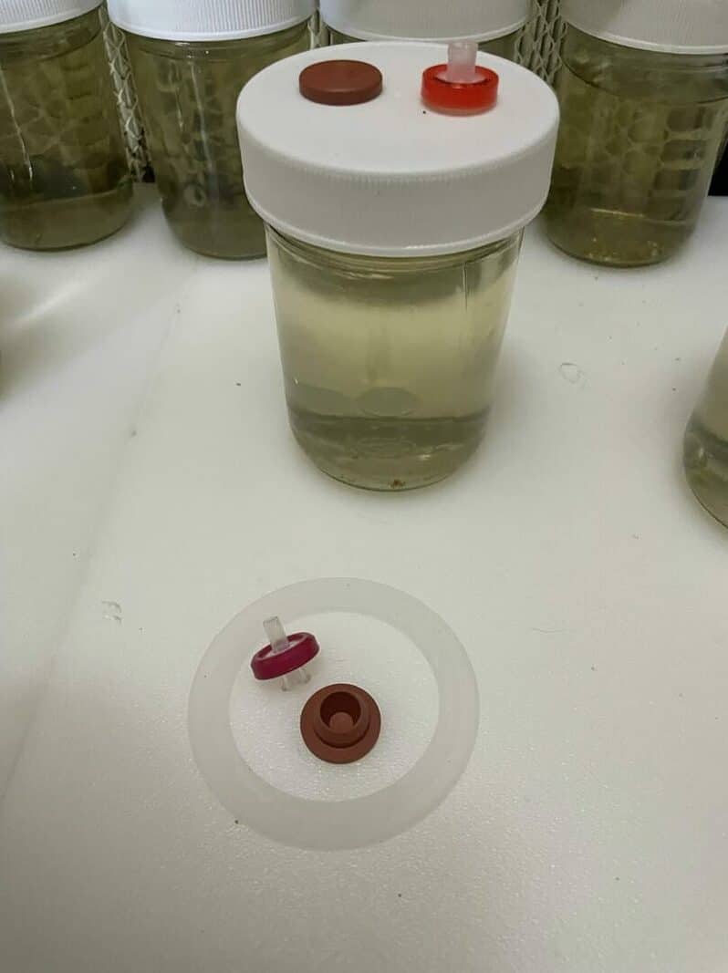24K Gold infused 8 oz CLEAR mushroom liquid culture jars Version 2.1 September 2022 IMG 3324 compress