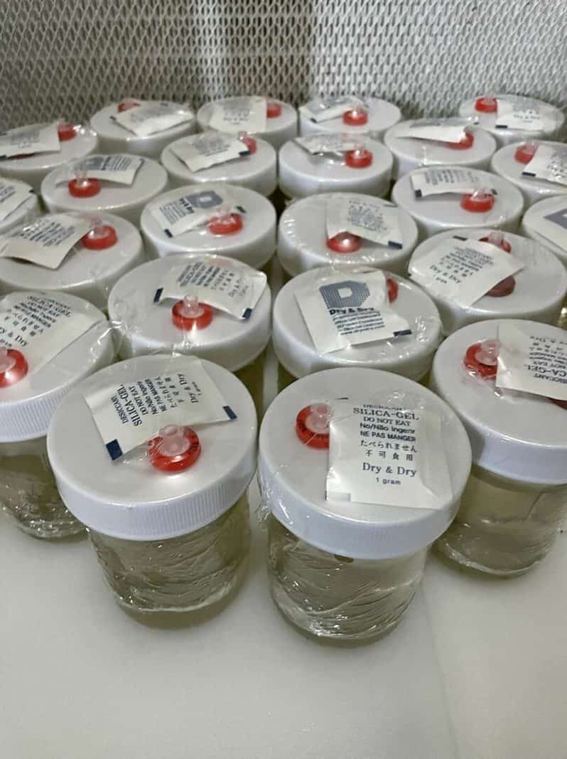 24K Gold infused 8 oz CLEAR mushroom liquid culture jars Version 2.1 September 2022 IMG 3337 compress