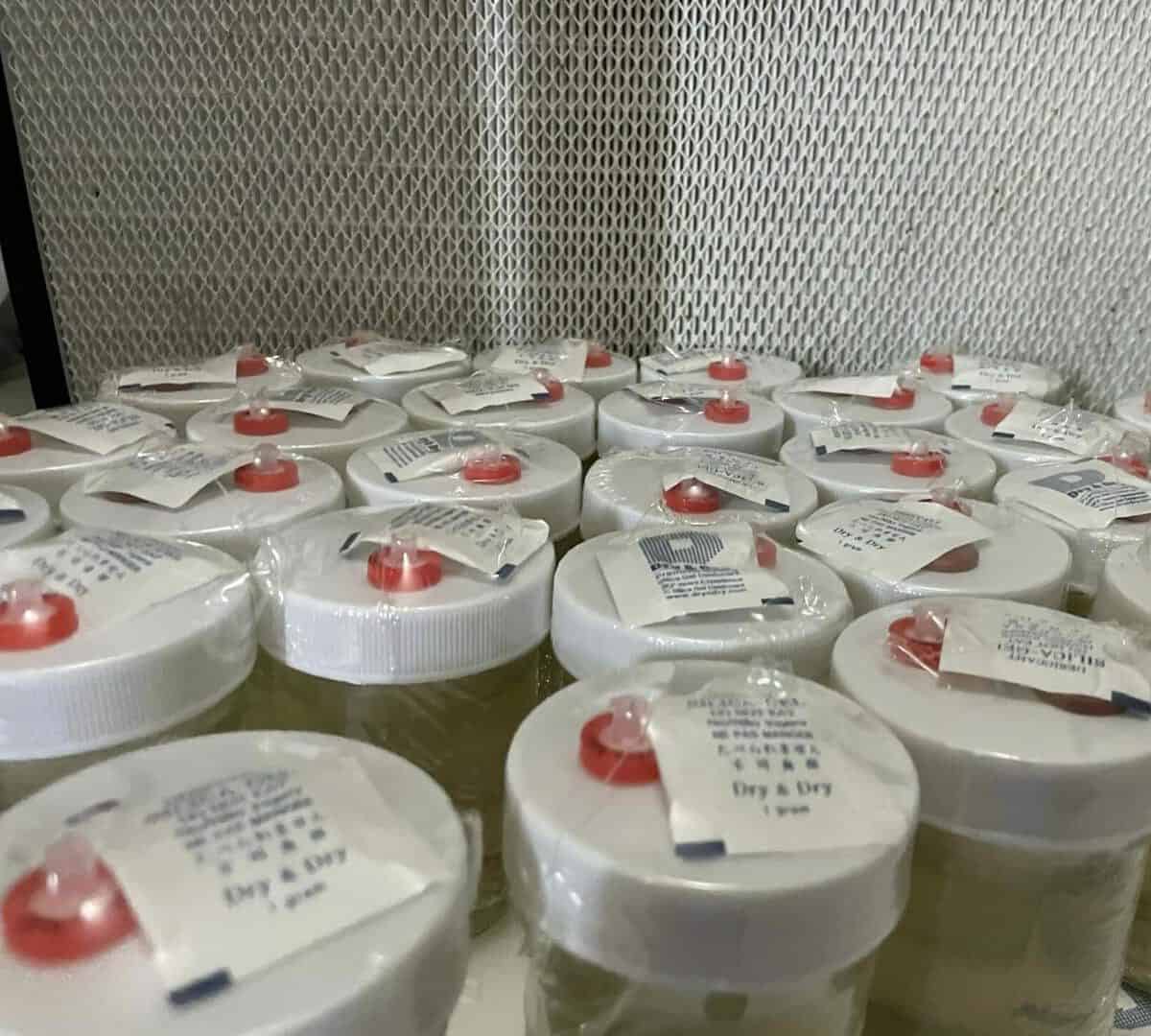 24K Gold infused 8 oz CLEAR mushroom liquid culture jars Version 2.1 September 2022 IMG 3341 compress
