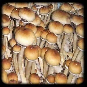 Acadian Coast Mushroom Magic Mushroom Spore Syringe with 24K Gold Infusion