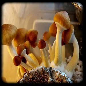 Ajax Magic Mushroom Magic Mushroom Spore Syringe with 24K Gold Infusion