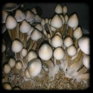 Albino Treasure Coast Magic Mushroom Magic Mushroom Spore Syringe with 24K Gold Infusion