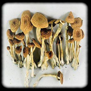 Alcabenzi Magic Mushroom Magic Mushroom Spore Syringe with 24K Gold Infusion