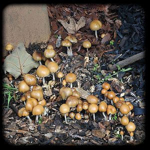 Allen Strain magic mushroom 2 Magic Mushroom Spore Syringe with 24K Gold Infusion