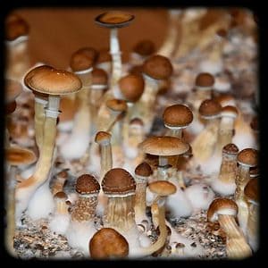 Australian Magic Mushroom Magic Mushroom Spore Syringe with 24K Gold Infusion