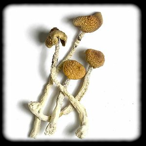 Aztec God Magic Mushroom Magic Mushroom Spore Syringe with 24K Gold Infusion
