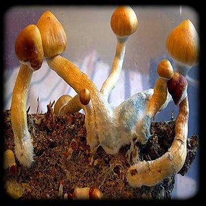 Ban Hua Thanon magic mushroom Magic Mushroom Spore Syringe with 24K Gold Infusion