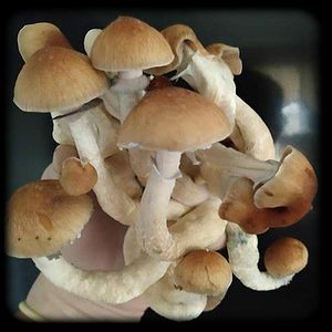Ban Nathon Magic Mushroom Magic Mushroom Spore Syringe with 24K Gold Infusion