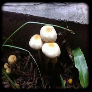 Ban Thurian magic mushroom Magic Mushroom Spore Syringe with 24K Gold Infusion