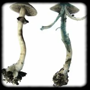 Blue Meanies magic mushroom Magic Mushroom Spore Syringe with 24K Gold Infusion