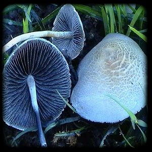 Blue Meanies magic mushroom special Magic Mushroom Spore Syringe with 24K Gold Infusion