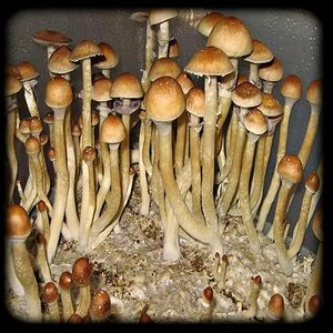 Burma Magic Mushrooms Magic Mushroom Spore Syringe with 24K Gold Infusion