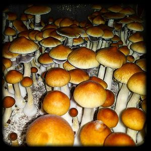 Cambodian Magic Mushroom Magic Mushroom Spore Syringe with 24K Gold Infusion