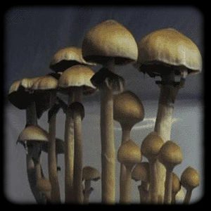Chilean Magic Mushroom Magic Mushroom Spore Syringe with 24K Gold Infusion