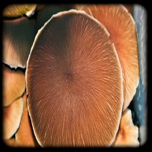 Corumba Magic Mushroom Magic Mushroom Spore Syringe with 24K Gold Infusion