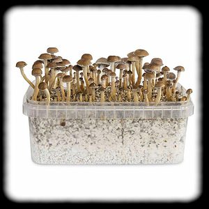 Costa Rican Magic Mushroom Magic Mushroom Spore Syringe with 24K Gold Infusion