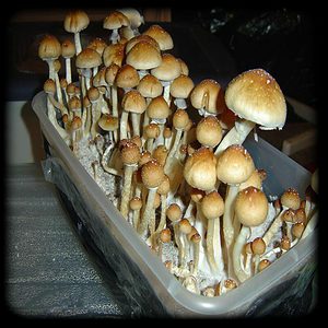 Dixieland Magic Mushroom Magic Mushroom Spore Syringe with 24K Gold Infusion