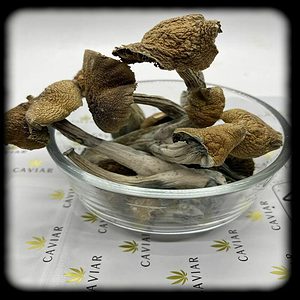 Elephant Dung Magic Mushroom Magic Mushroom Spore Syringe with 24K Gold Infusion