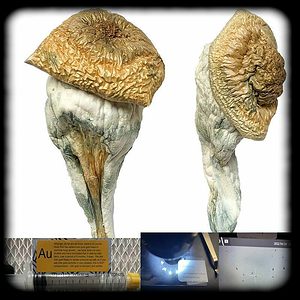 Fatass Magic Mushroom Magic Mushroom Spore Syringe with 24K Gold Infusion