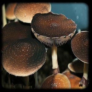 Fiji Magic Mushroom Magic Mushroom Spore Syringe with 24K Gold Infusion